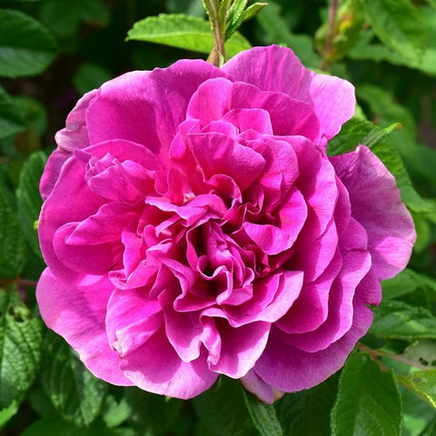 Close-up of a large pink rose bloom with layered petals and green leaves