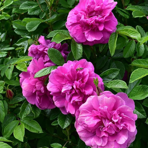 Cluster of pink rose blossoms with green serrated leaves on stems