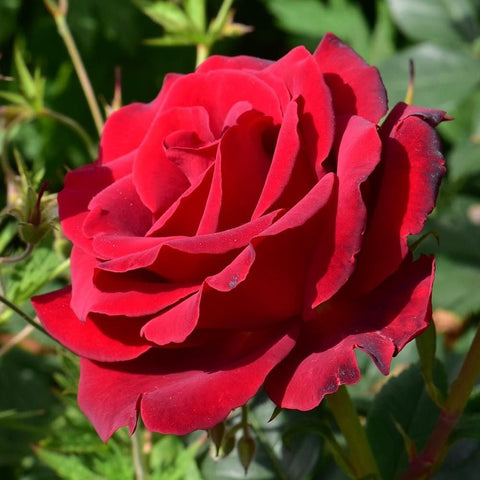 Close-up of a red rose bloom with layered petals and green leaves