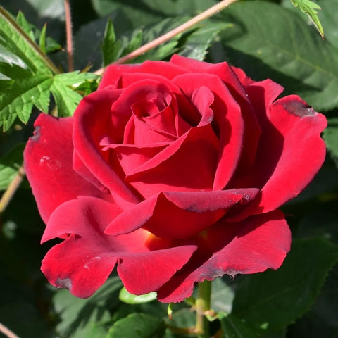 Close-up red rose bloom with ruffled edges and surrounding green leaves