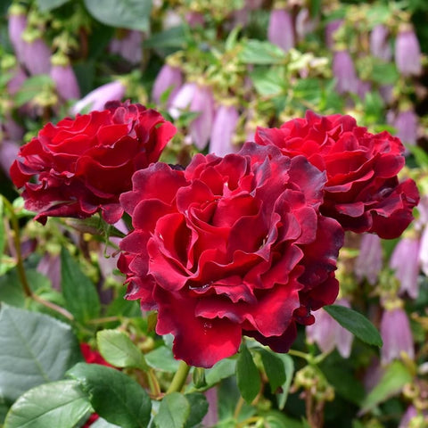 Cluster of three red rose blooms with ruffled petals and green foliage
