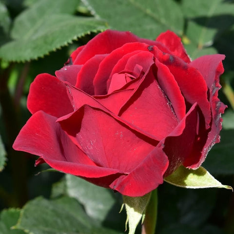 Single red rose bloom with layered petals and visible petal blemishes
