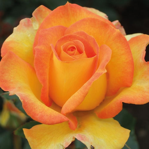 Orange and yellow rose flower with layered petals and curled center