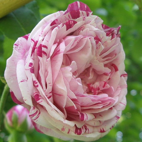 Ruffled pink-and-white rose bloom with striped petals