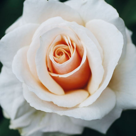 White and peach rose bloom, layered petals and curled center