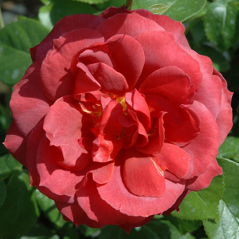 Red rose flower with yellow stamens in the center and green leaves