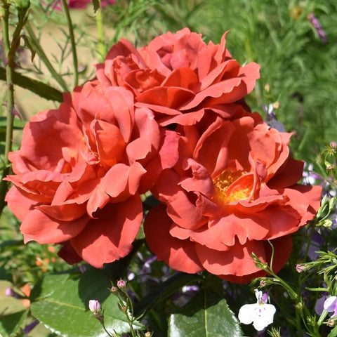 Coral-orange double rose cluster with layered petals and green leaves