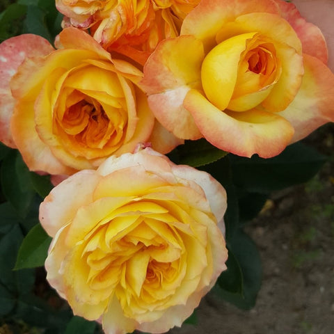 Peach and yellow rose blossoms with layered petals on green leaves