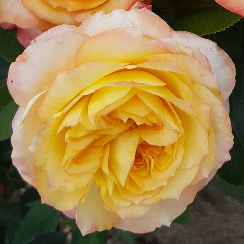 Cream yellow rose blossom with ruffled petals and pink-edged highlights