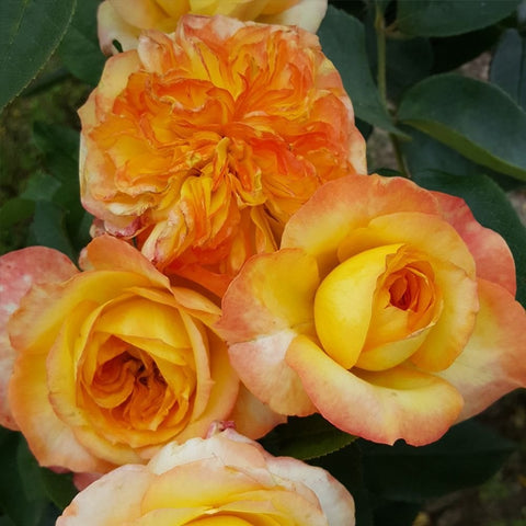 Orange and yellow rose blossom cluster with ruffled petals and green leaves