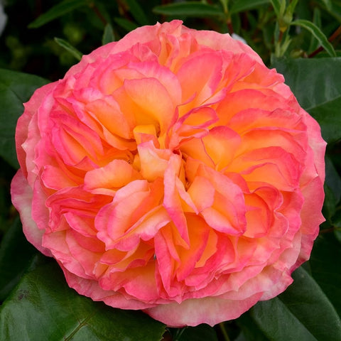 Pink rose blossom with layered ruffled petals and green foliage leaves