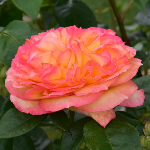 Pink rose blossom with warm orange center and ruffled petals