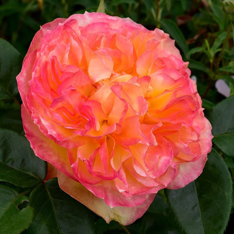 Fuchsia pink rose blossom with orange gradient center and layered petals