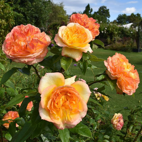 Orange and yellow rose blossoms growing on leafy stems in a garden