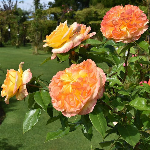 Orange and yellow rose blossoms on a shrub with glossy green leaves