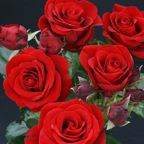 Red rose plant with multiple velvety blooms and green leaves
