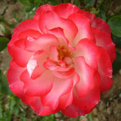 Hannah Gordon bare-root rose flower with red and pink layered petals