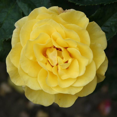 Yellow rose bloom with layered petals, close-up