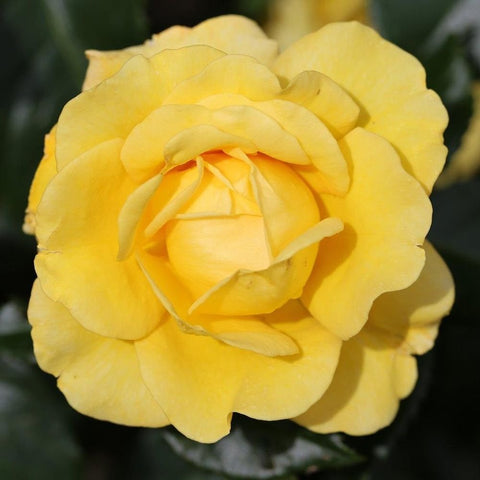 Yellow rose bloom with curled petals and pale center, close-up