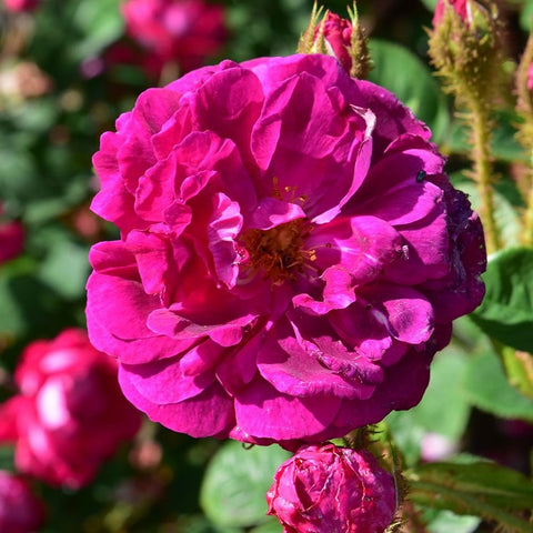Magenta-pink double rose flower cluster with buds, on leafy stems