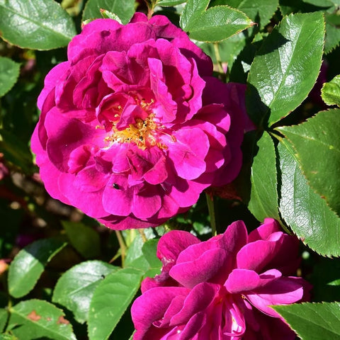 Two magenta-pink double rose flowers with glossy green leaves