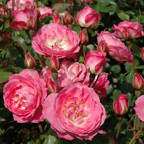 Pink double rose cluster with green leaves and unopened buds.