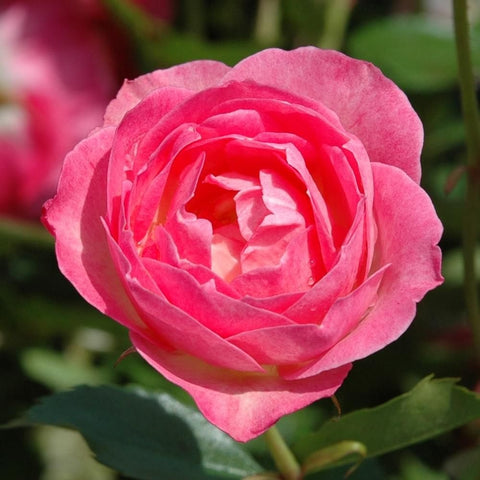 Bright pink rose blossom with layered petals and green stem leaves.