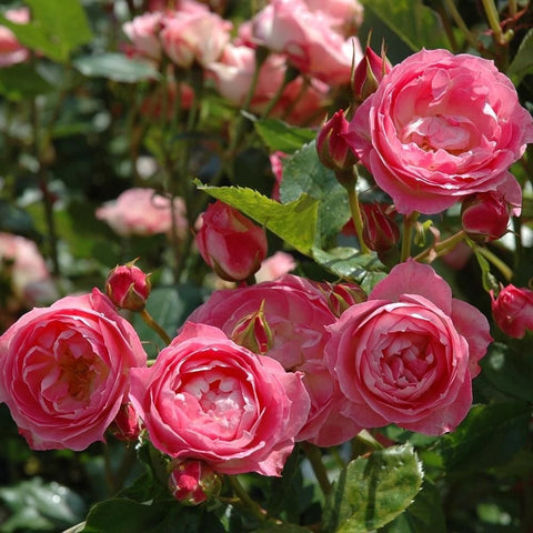 Pink rose bouquet of several double blossoms on green foliage.