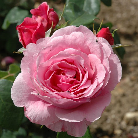 Horatio Nelson rose large pink bloom with spiral petals and green leaves