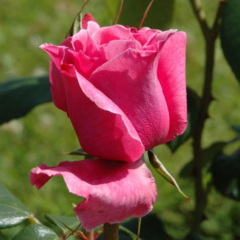 Horatio Nelson rose bud and open blossoms in bright pink with green leaves