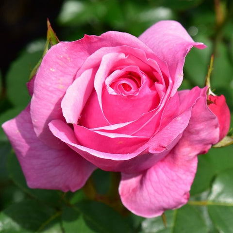 Horatio Nelson rose large pink bloom with spiral center and side bud