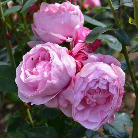 Horatio Nelson rose group of pale pink double flowers on green stems