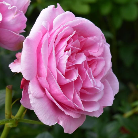 Horatio Nelson rose single bloom in light pink with layered petals