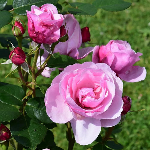 Horatio Nelson rose cluster with pink and fuchsia blossoms and green leaves