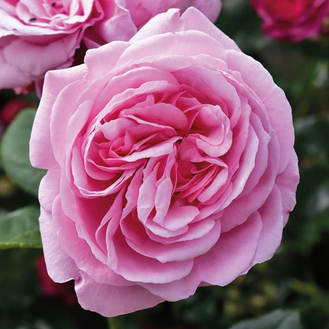 Horatio Nelson rose close-up of light pink double blossom with layered petals