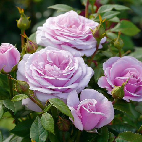 Cluster of pale pink and lavender rose blossoms with green leaves and buds