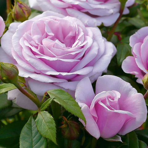 Light pink rose blossoms with layered petals, green leaves, and tight buds