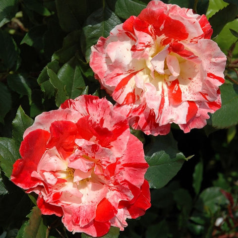 Cluster of red and white rose blooms with speckled petals and leaves