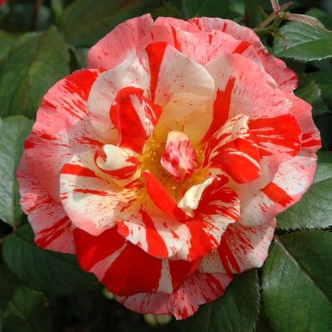 Close-up of red-and-white rose bloom with speckled petals and yellow center
