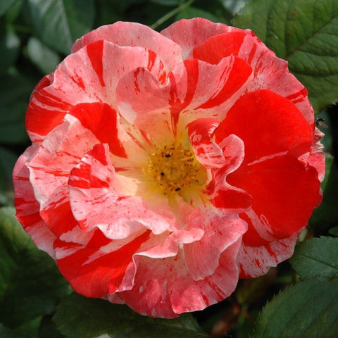 Single red-and-white rose bloom with speckled petals and yellow center