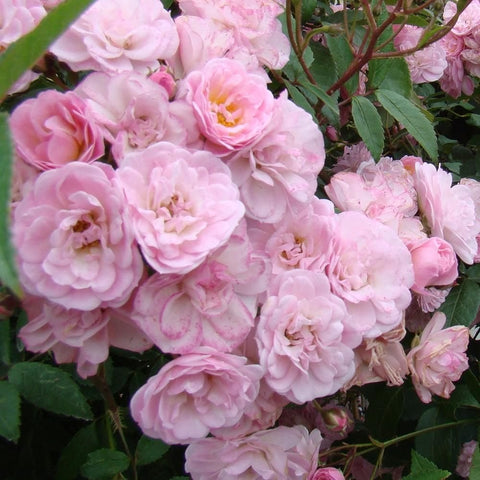 Pink rose blossoms on green stems with layered, ruffled petals