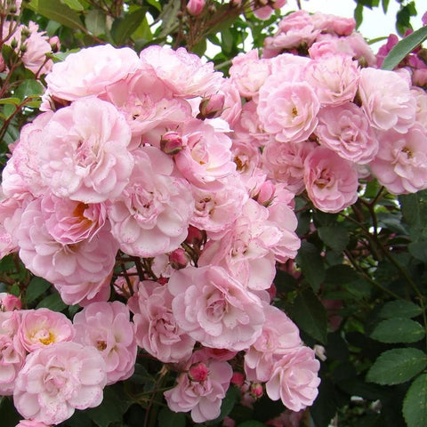 Pale pink double rose flowers in dense clusters with green foliage