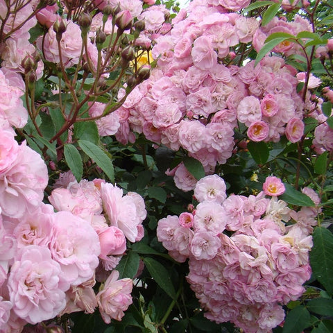 Pale pink rose clusters on woody stems with green leaves