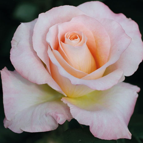 Pale pink and peach rose with layered petals, single bloom