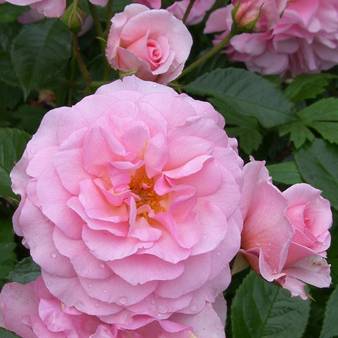 Light pink double rose bloom with layered petals and water droplets, on green leaves