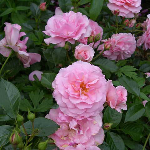 Pink rose blooms and small buds on green stems with serrated leaves