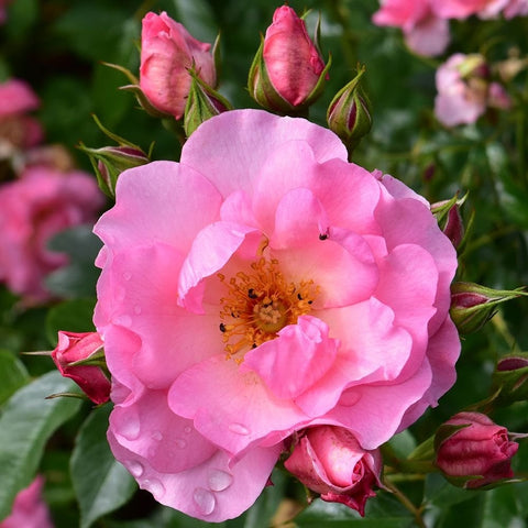 Single pink rose flower with orange center and unopened pink buds