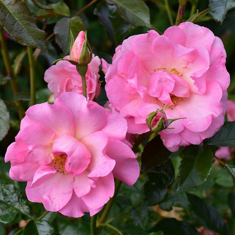 Pink rose blossoms with small red buds on green stems and leaves