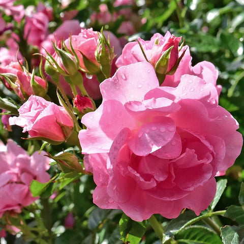 Pink rose flower with raindrops and surrounding green buds