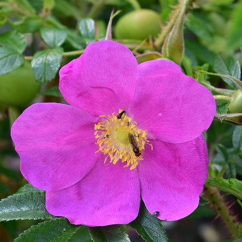 Pink rose flower with yellow center on green leaves